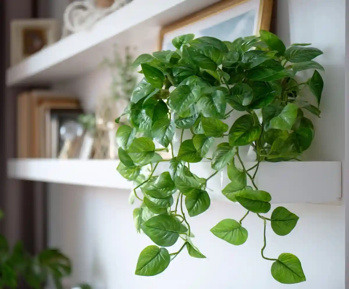 Pothos Plant Care: How to Grow Healthy Pothos Indoors