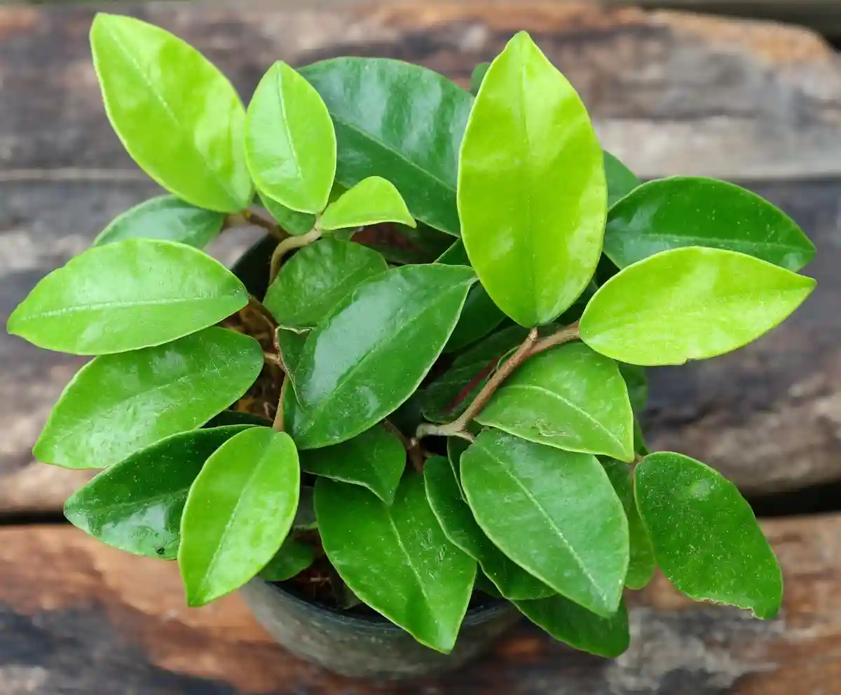 15 Stunning Hoya Varieties with Pictures