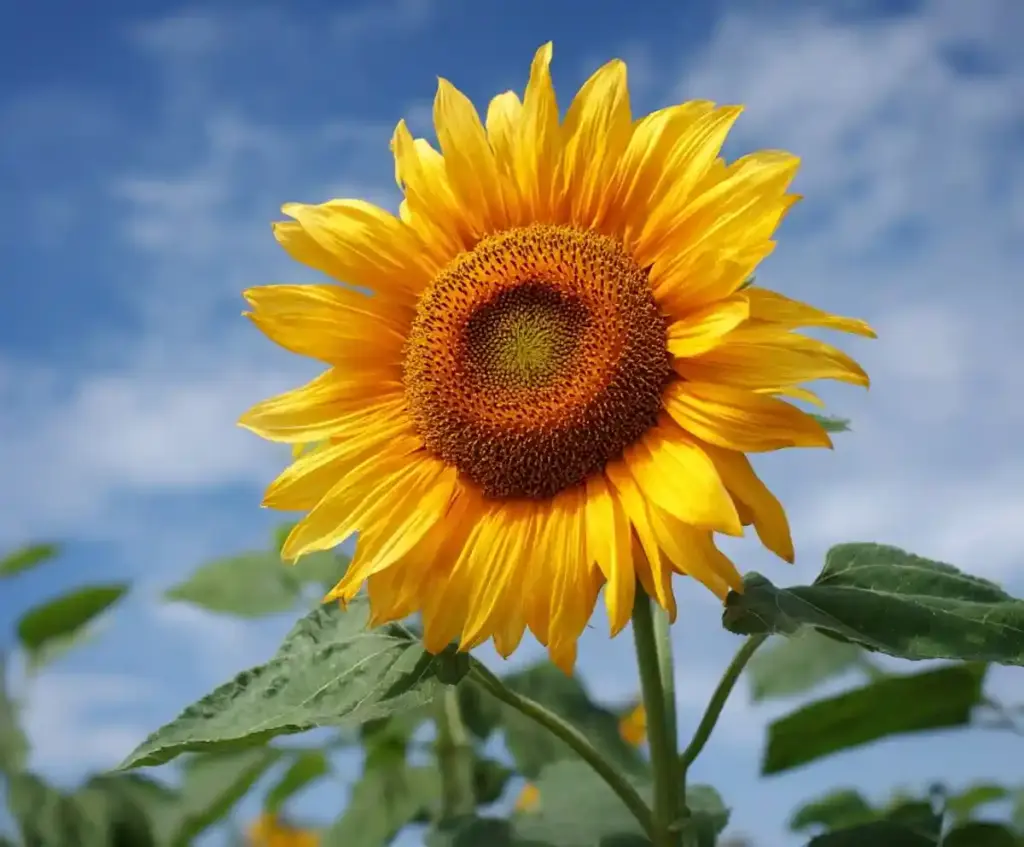 10 Amazing Facts About Sunflowers