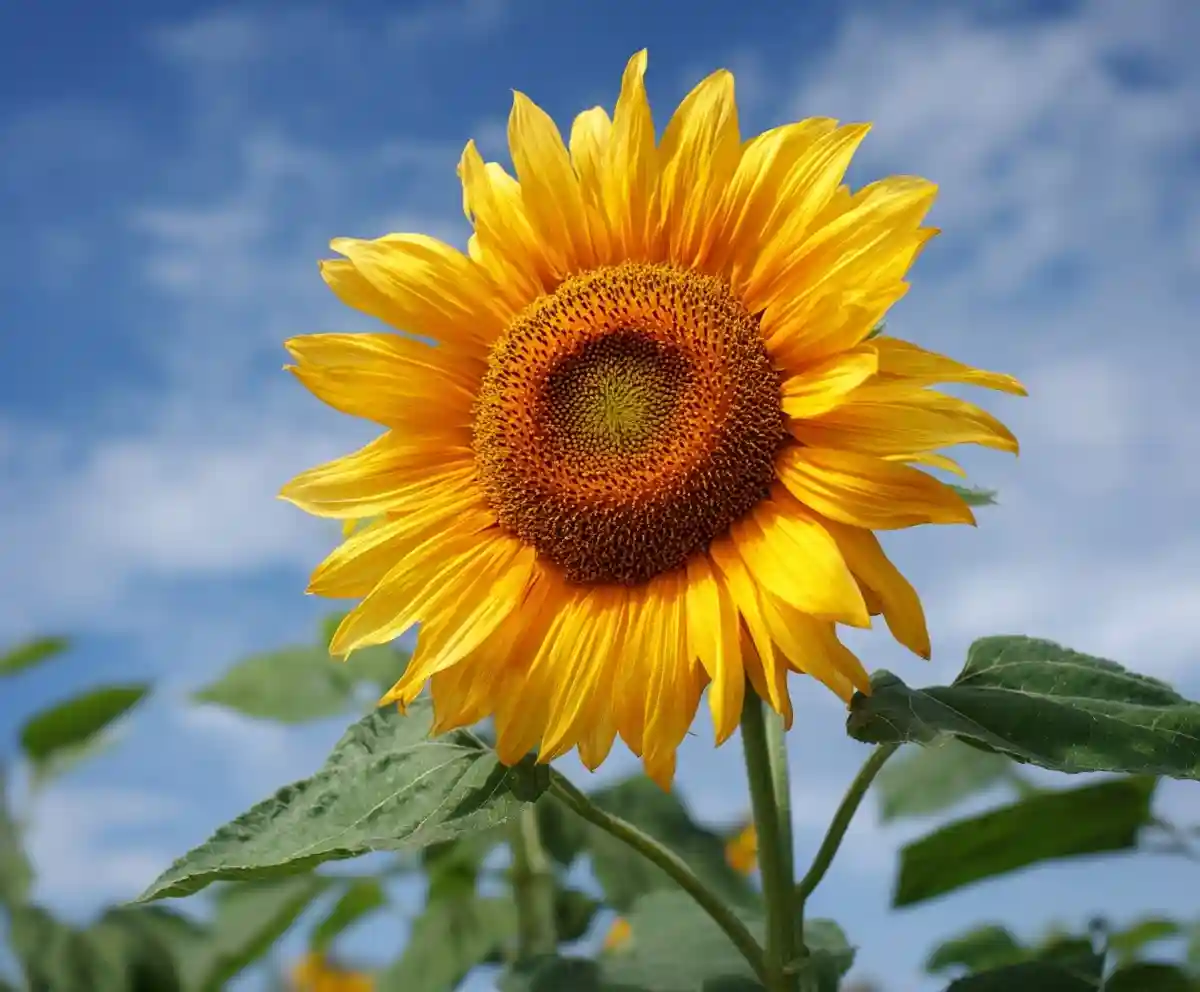 10 Amazing Facts About Sunflowers