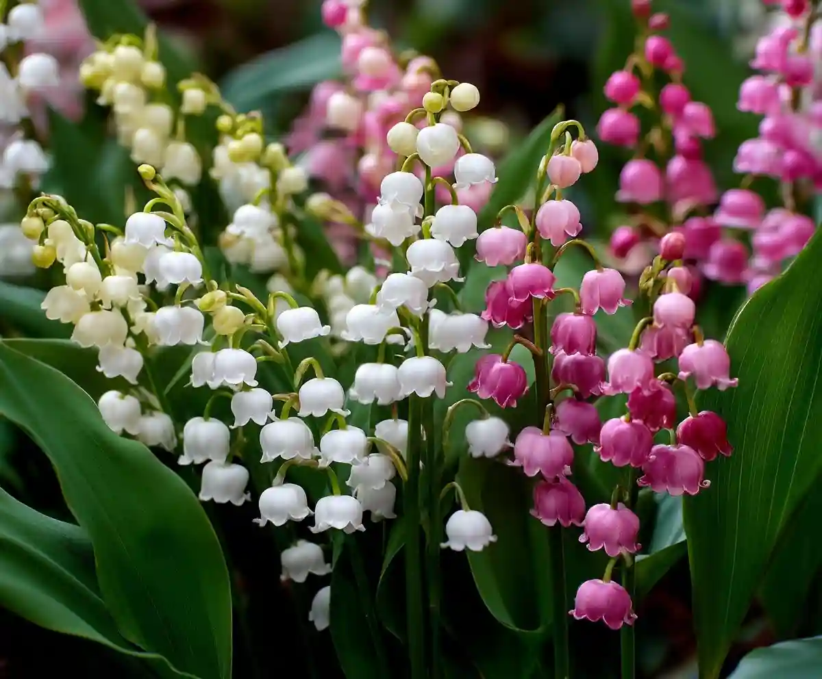 10 Surprising Facts About Lily of the Valley