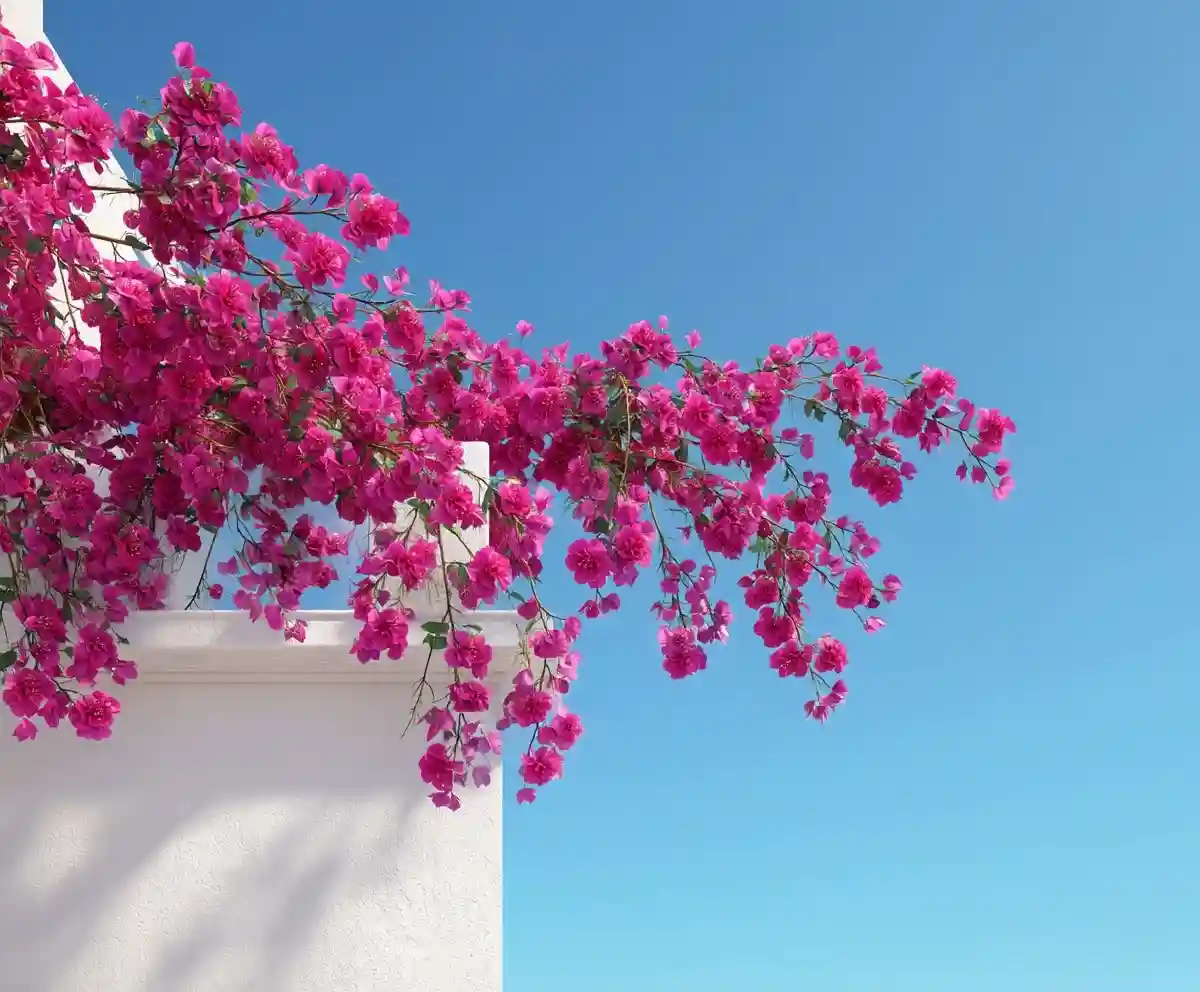 10 Best Vines to Cover a Wall (Fast-Growing Picks)