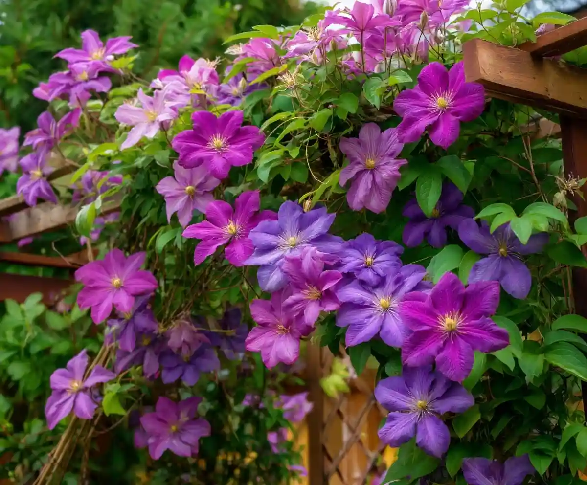 10 Best Fast Growing Vines for Walls & Fences