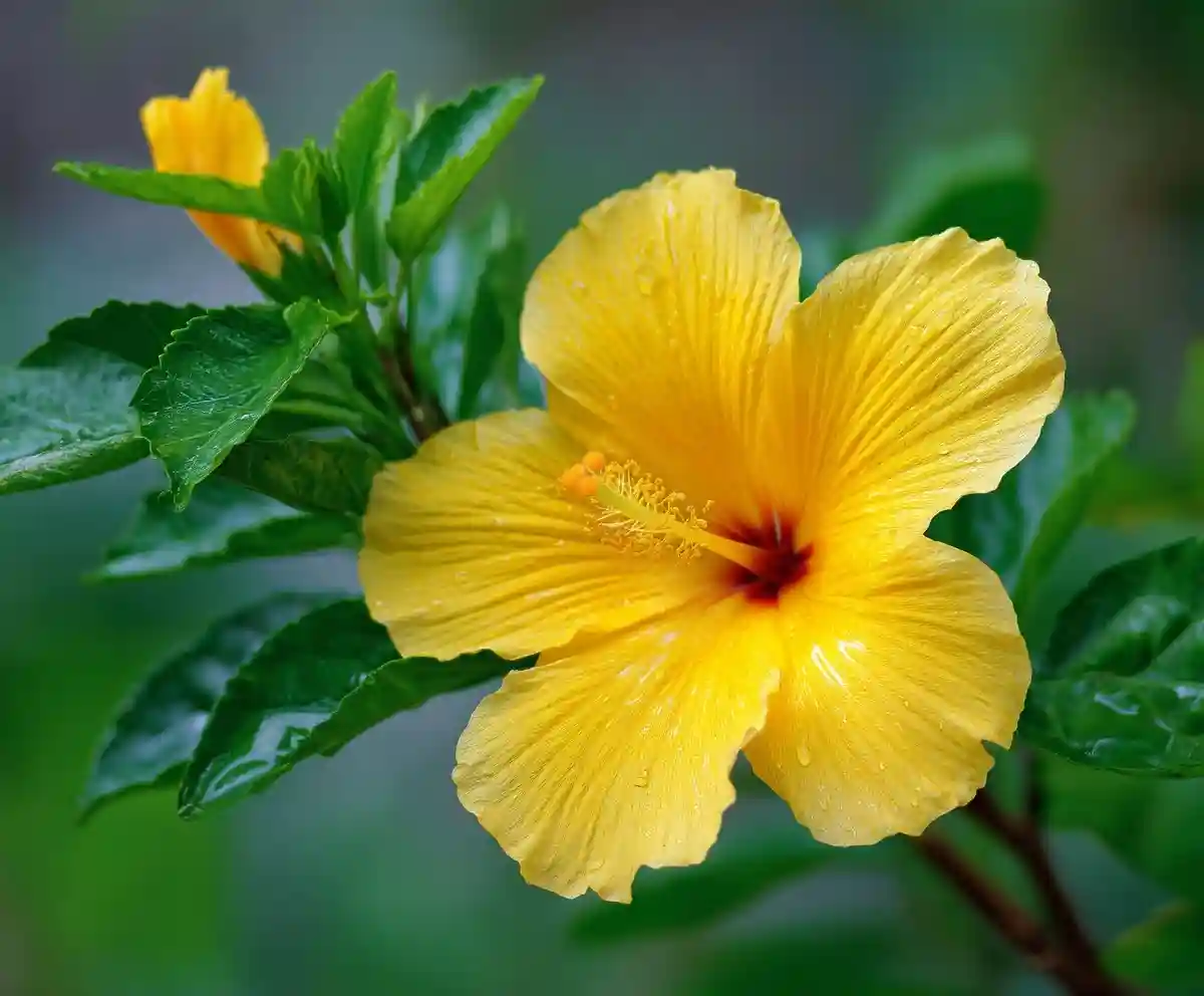 15 Hawaiian Tropical Flowers You Must See