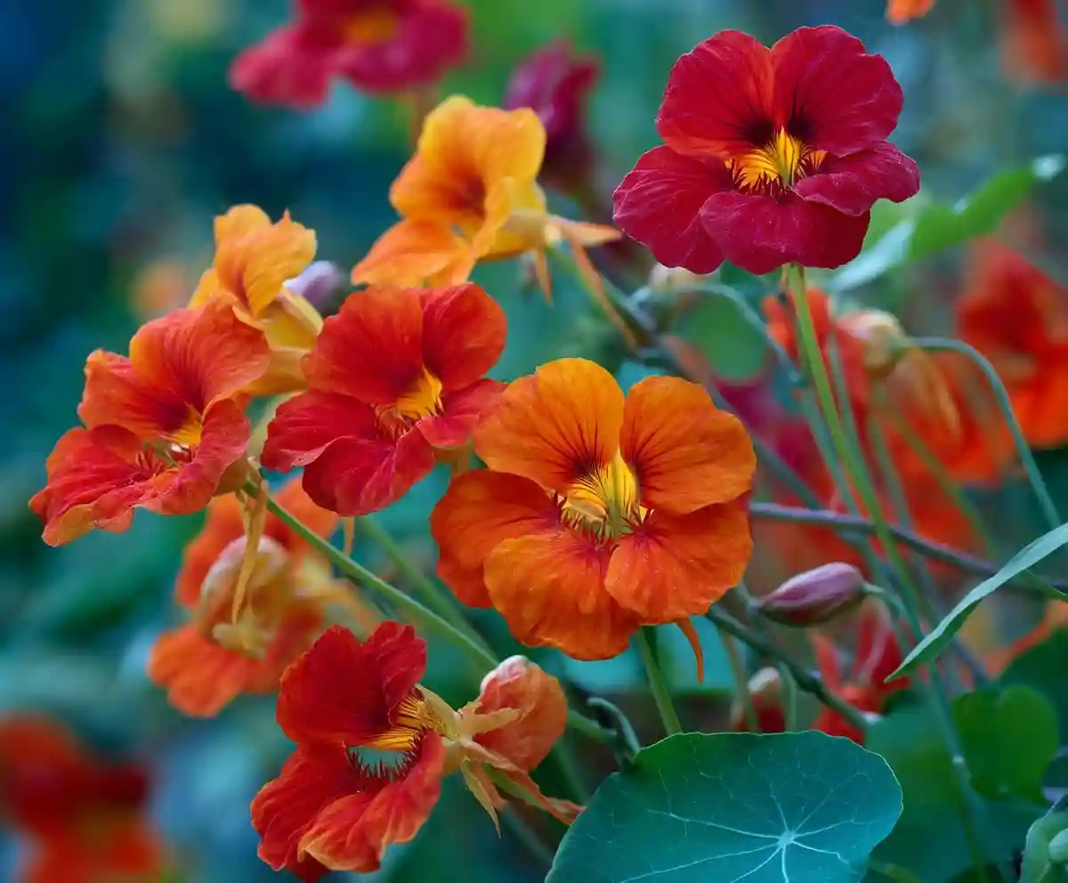 15 Stunning Spring Flowers You Must Plant Now