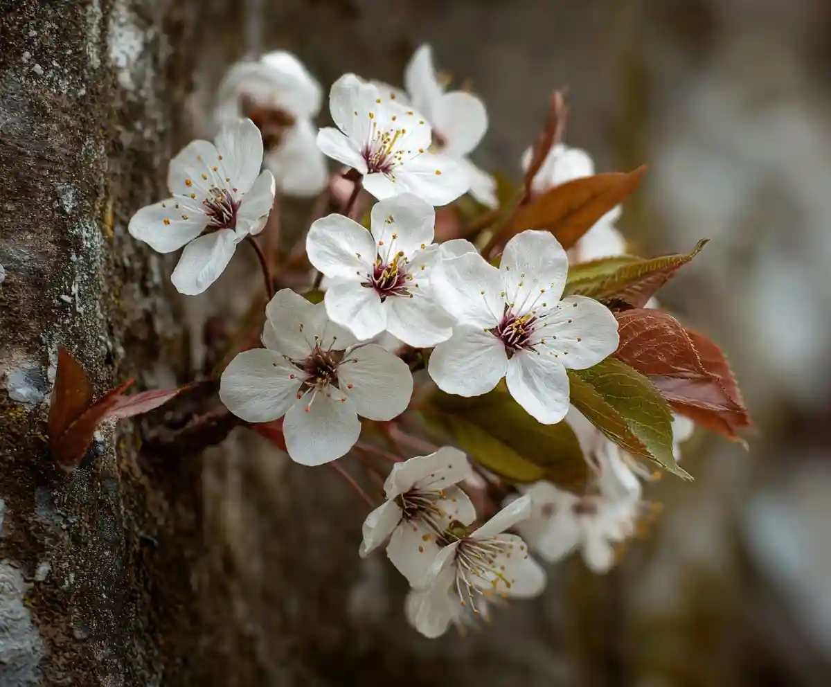 12 Stunning Cherry Blossom Photos That Will Make You Drool Over Spring!