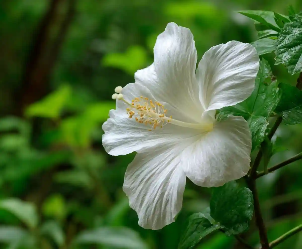 Top 23 Best Hawaiian Flowers to Know