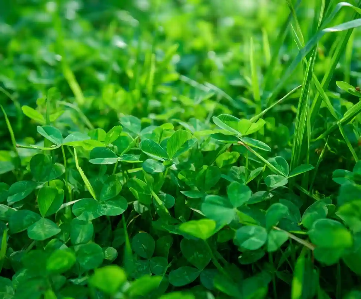 Clover Lawns: Low‑Maintenance Eco‑Friendly Yards