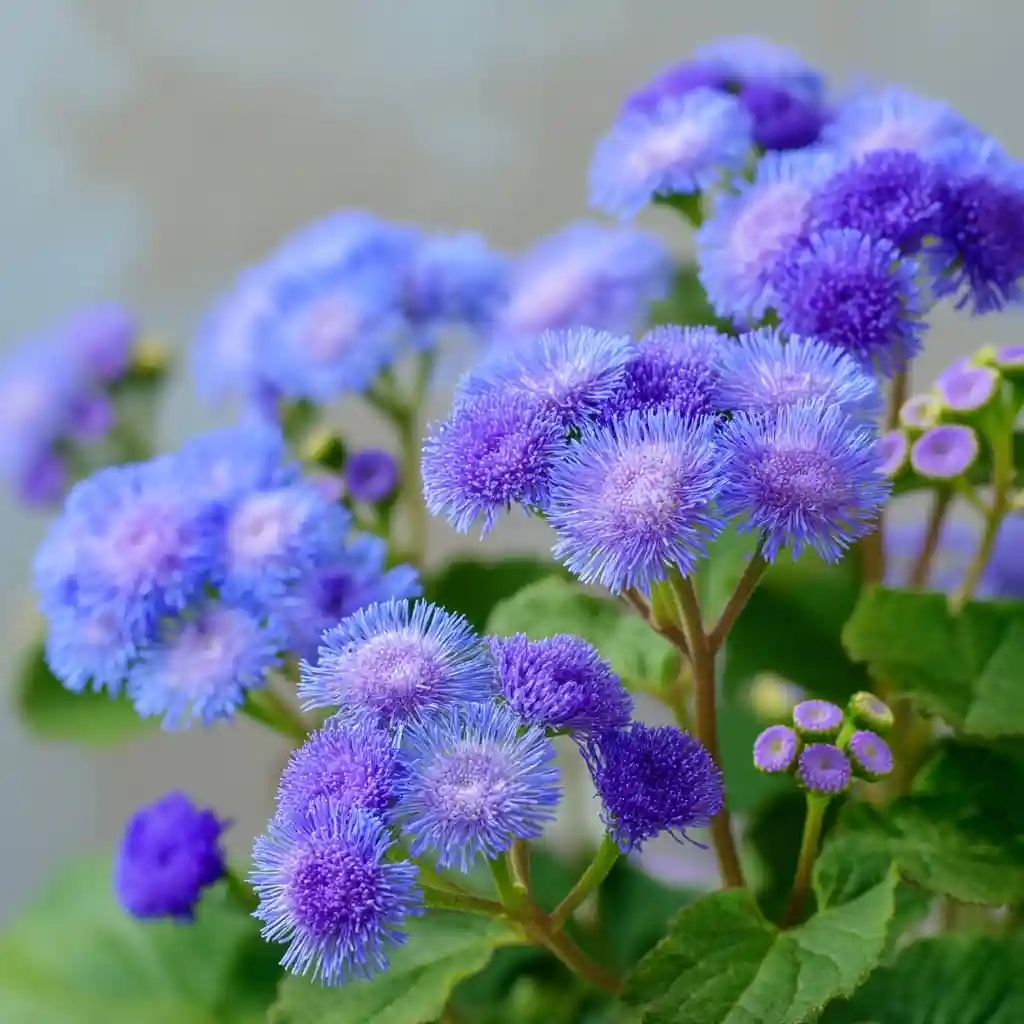 Ageratum