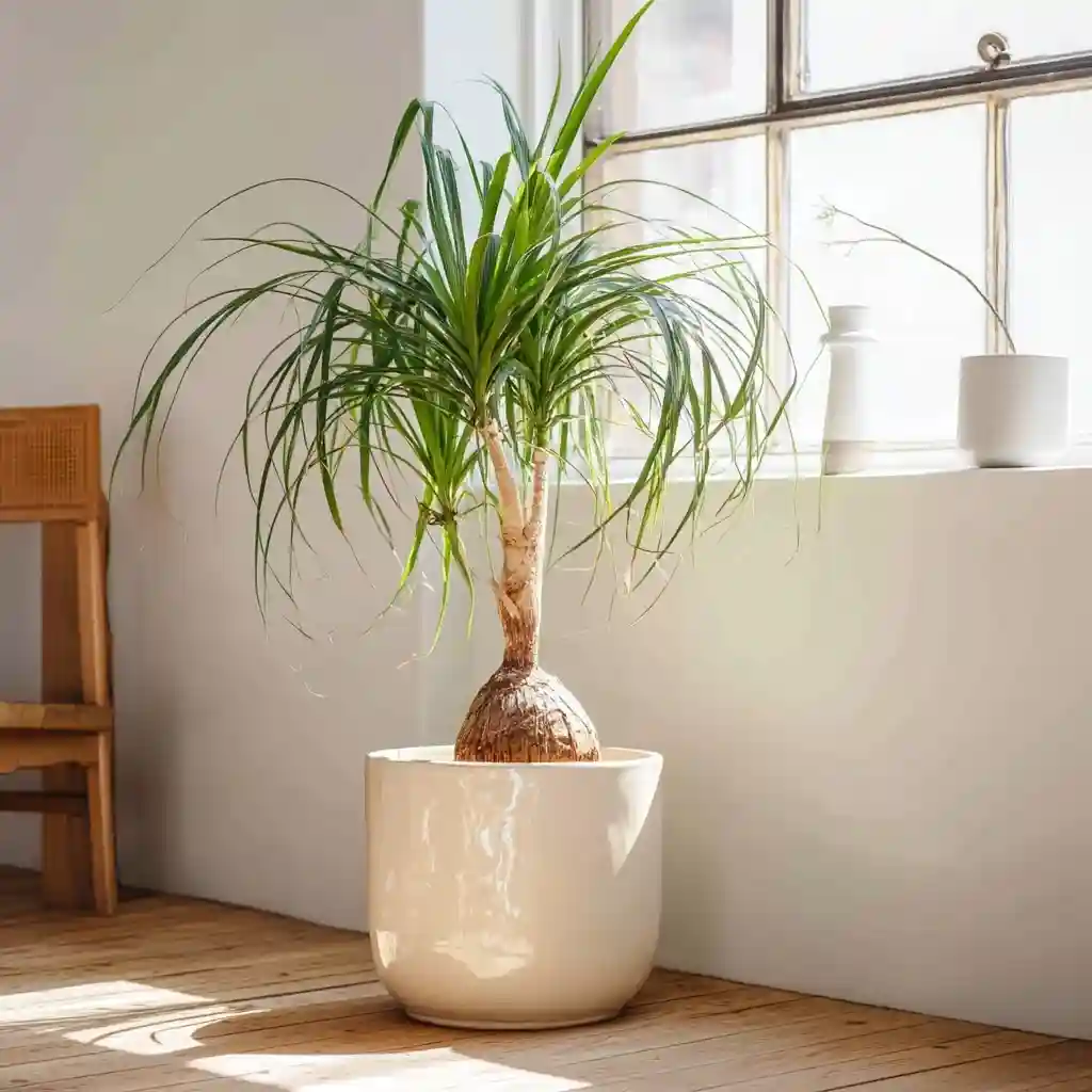 Ponytail Palm