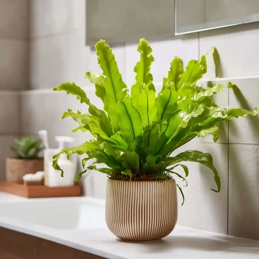Bird’s Nest Fern