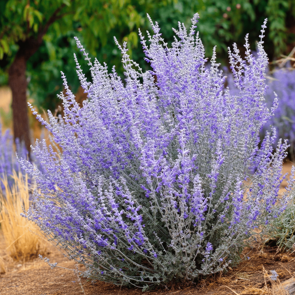 Russian Sage