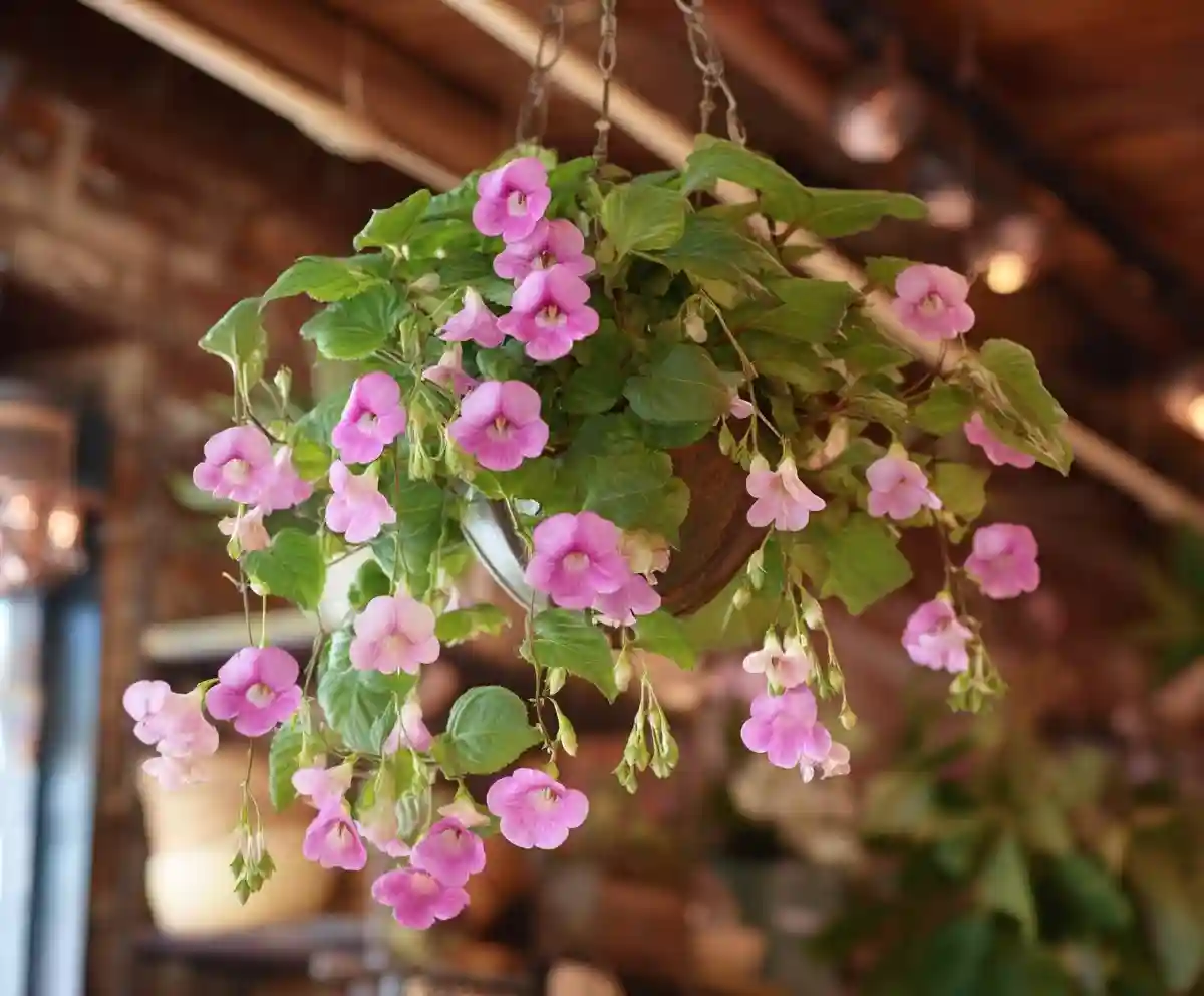 13 Top Flowering Plants for Indoor Hanging Baskets