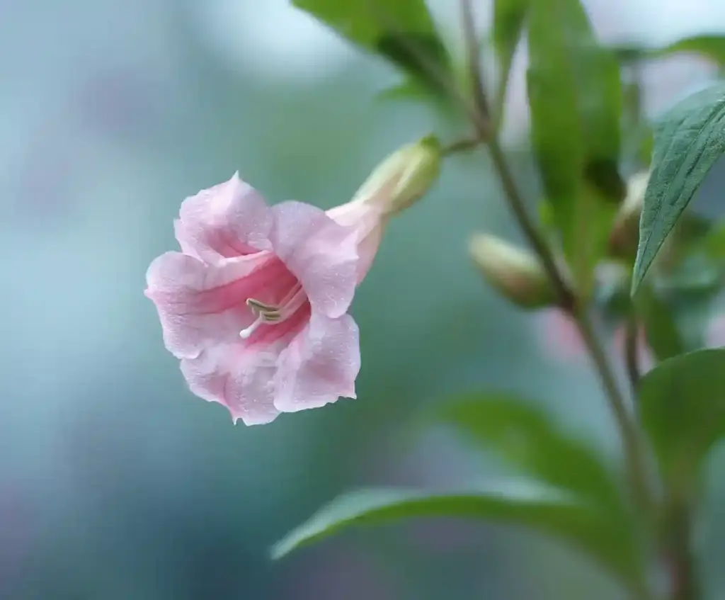 belladonna flower