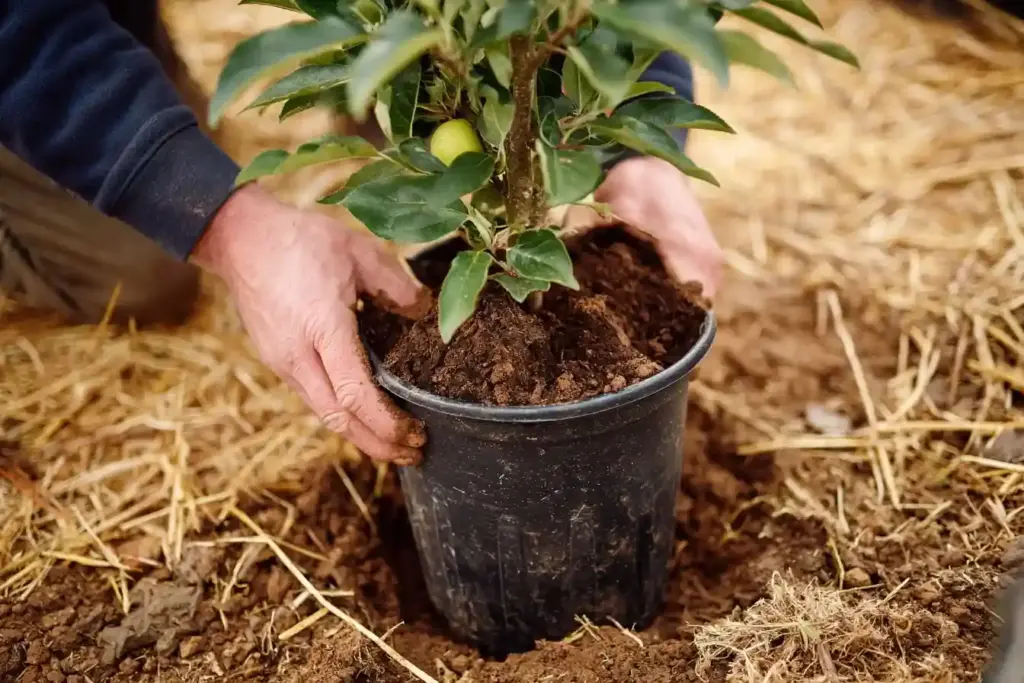 Winterize Potted Plants