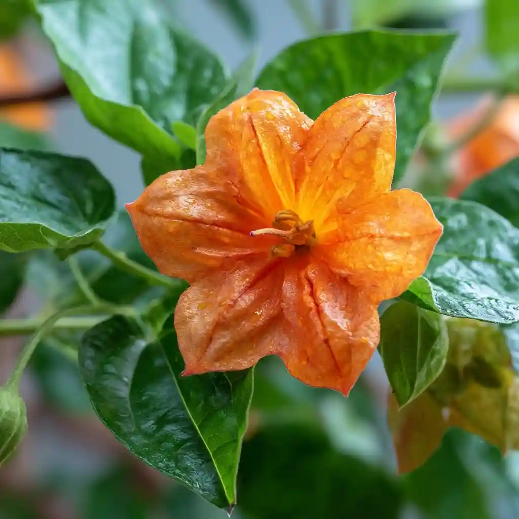  Orange Belladonna
