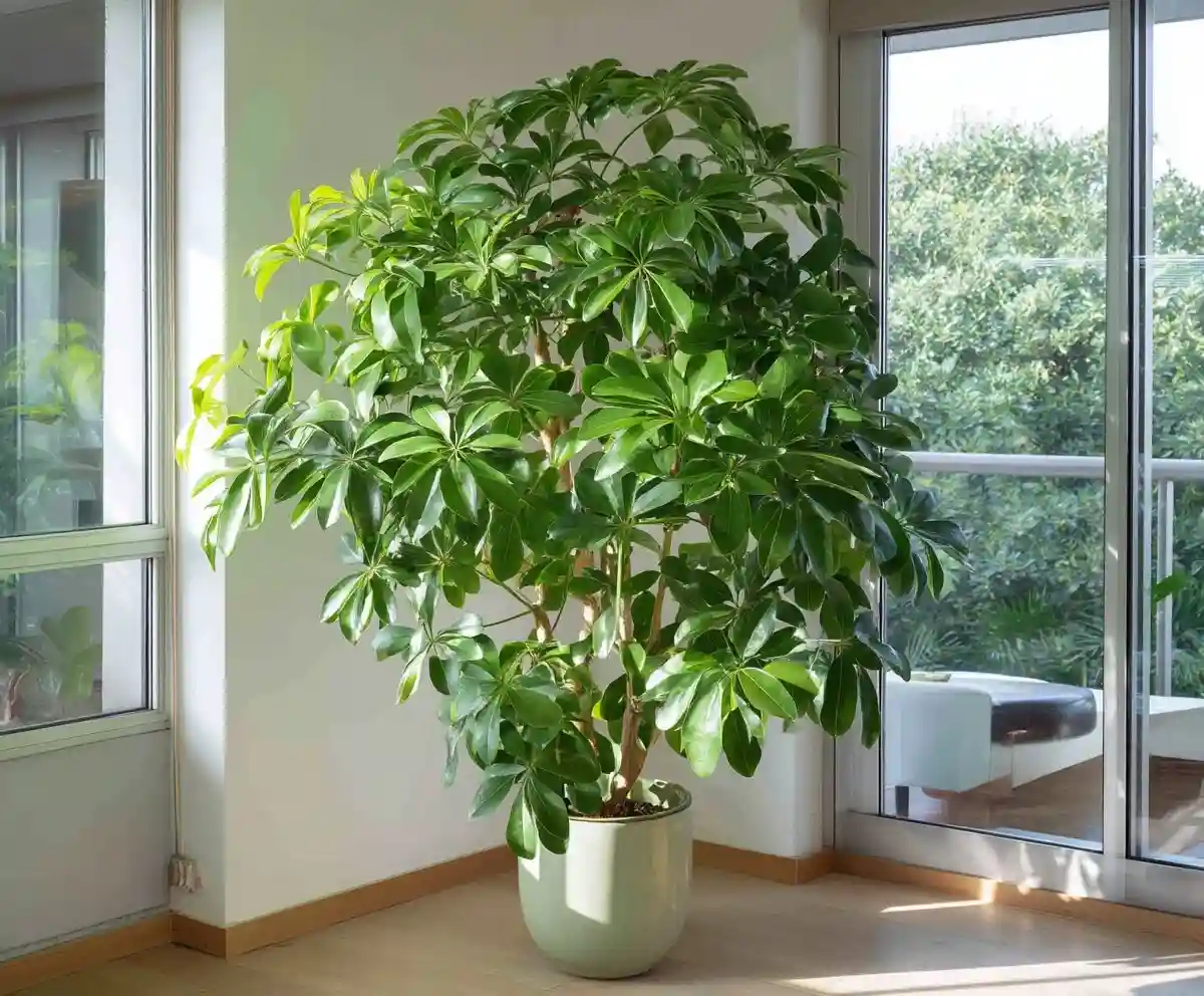 20 Tropical Indoor Plants You’ll Love Growing Indoors