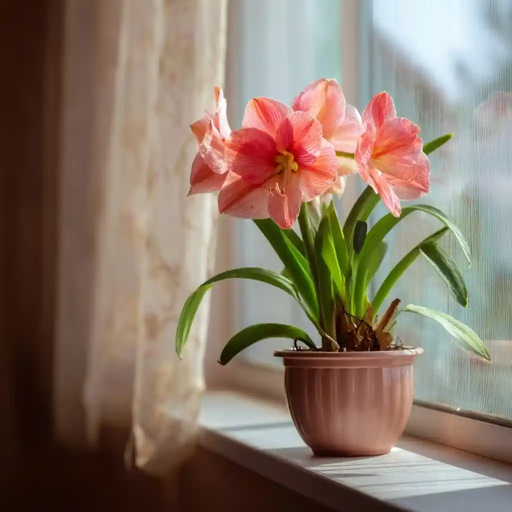 amaryllis