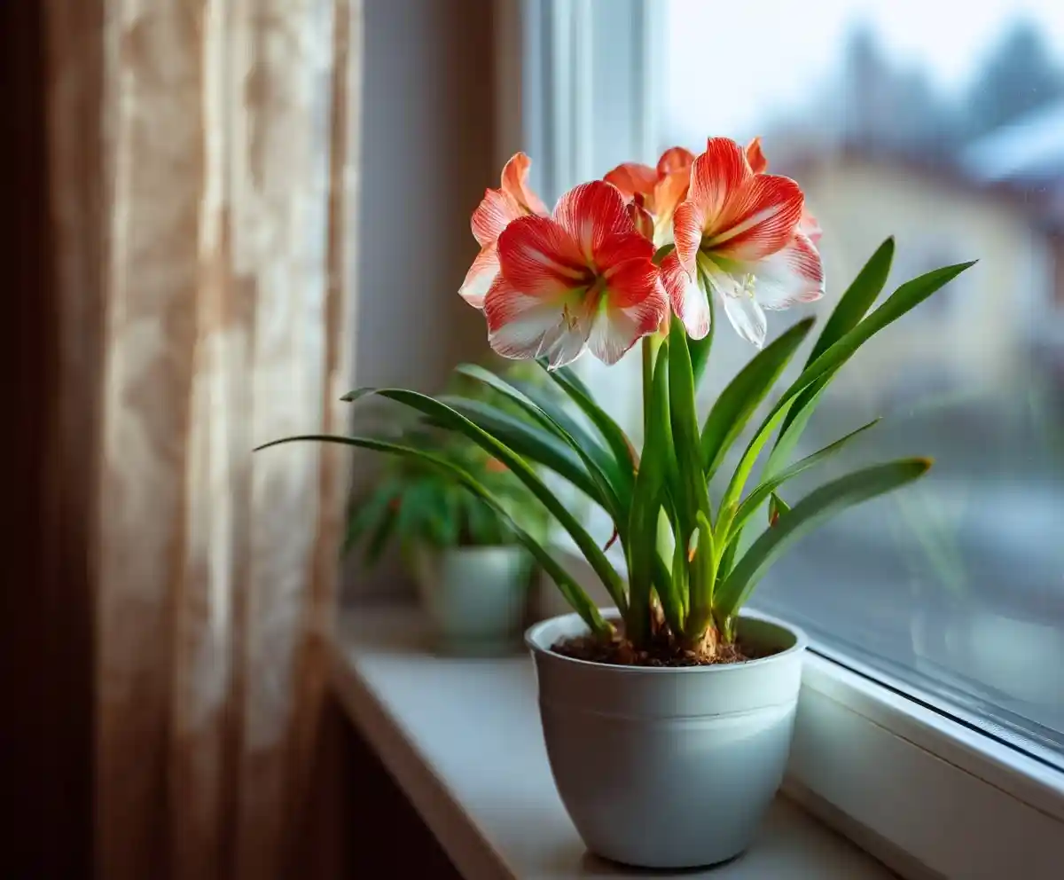 How To Plant and Care for Amaryllis