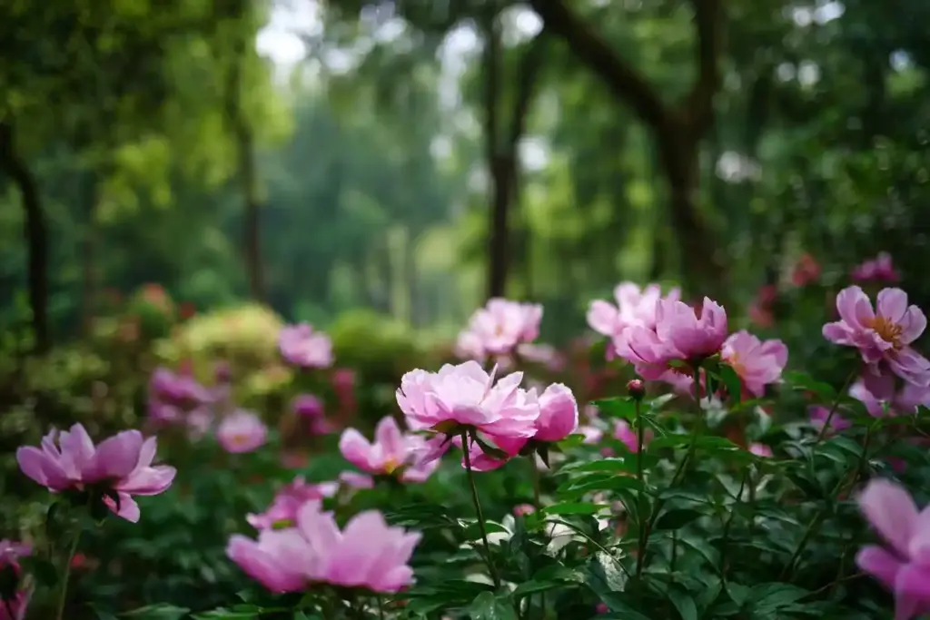care for peonies