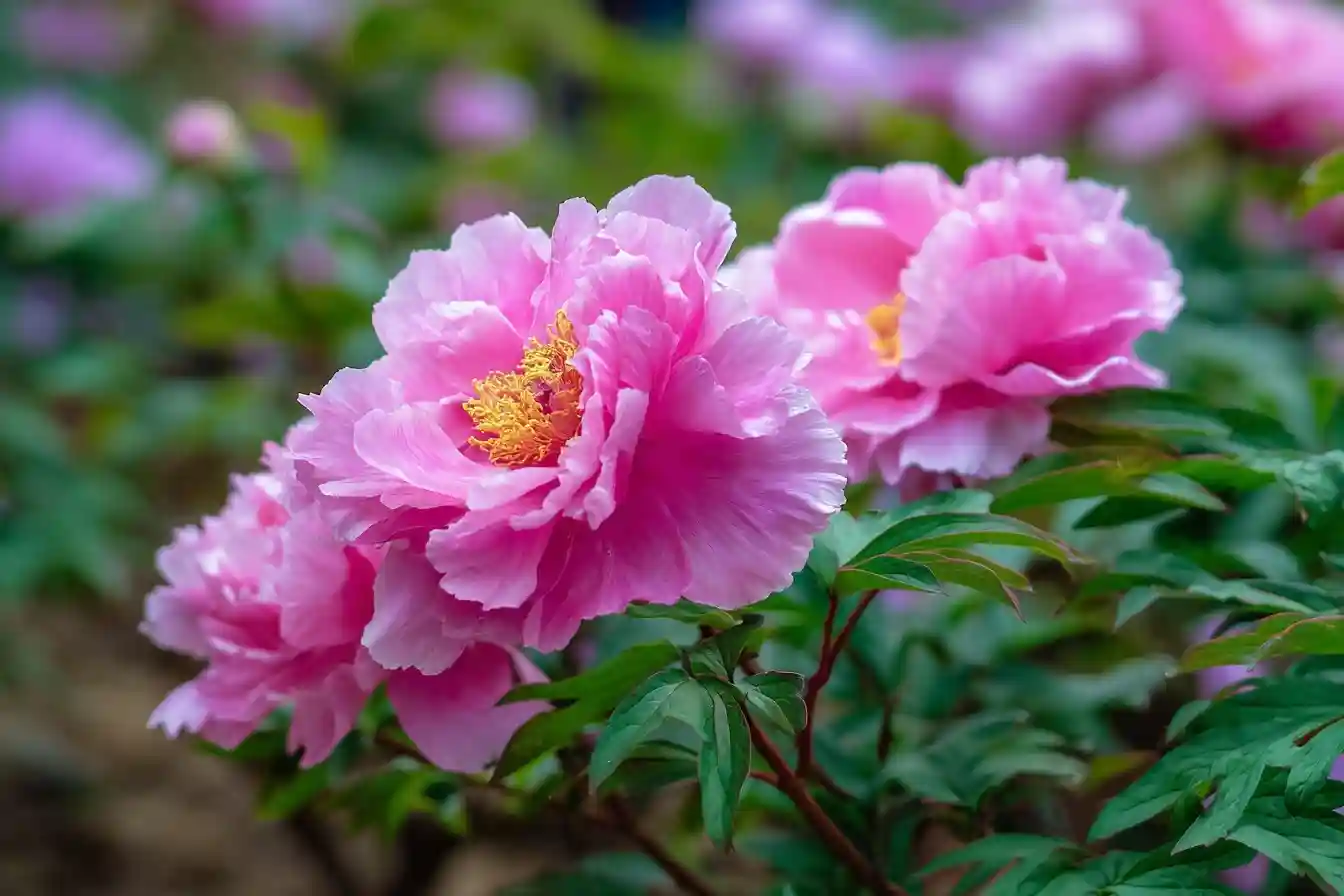 How to Grow and Care for Peonies