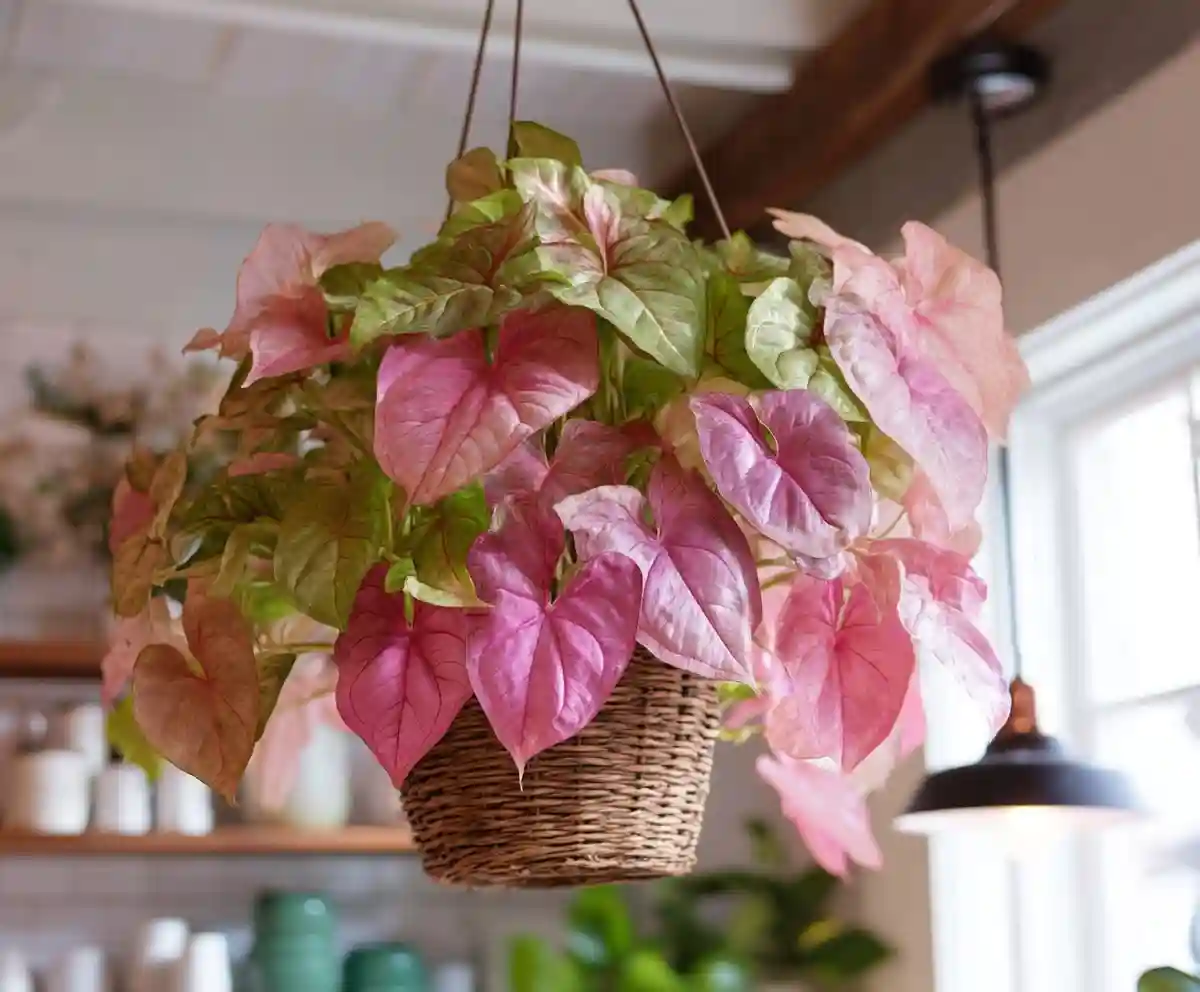 hanging plants
