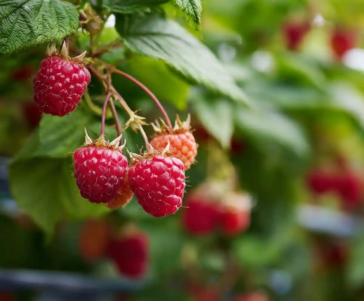 raspberry companion plants