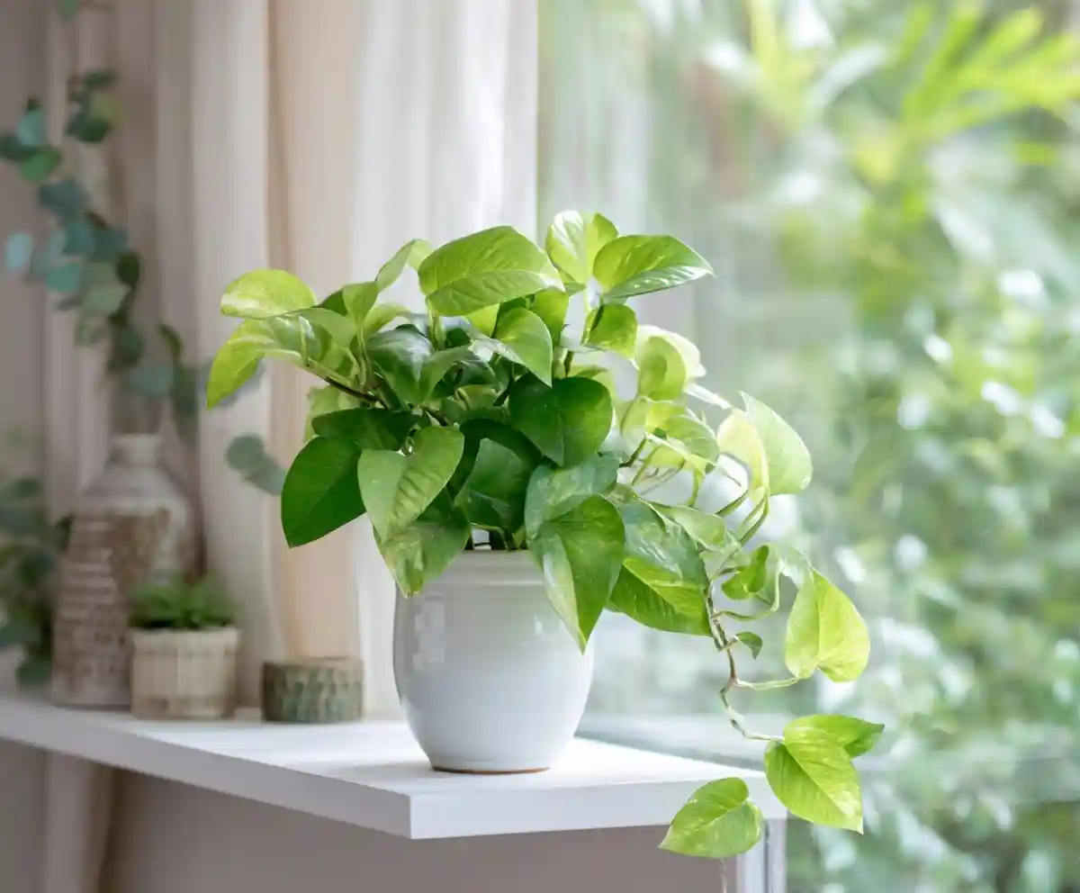 Jade Pothos Care Guide – Easy Tips for a Thriving Plant