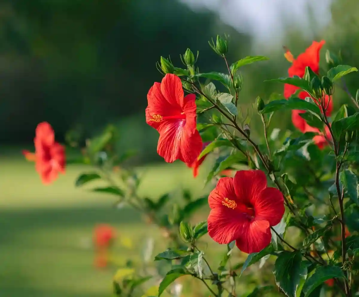 How to Grow & Care for Swamp Hibiscus