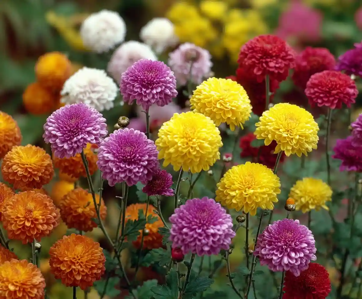 How to Care for Mums So They Bloom All Season Long