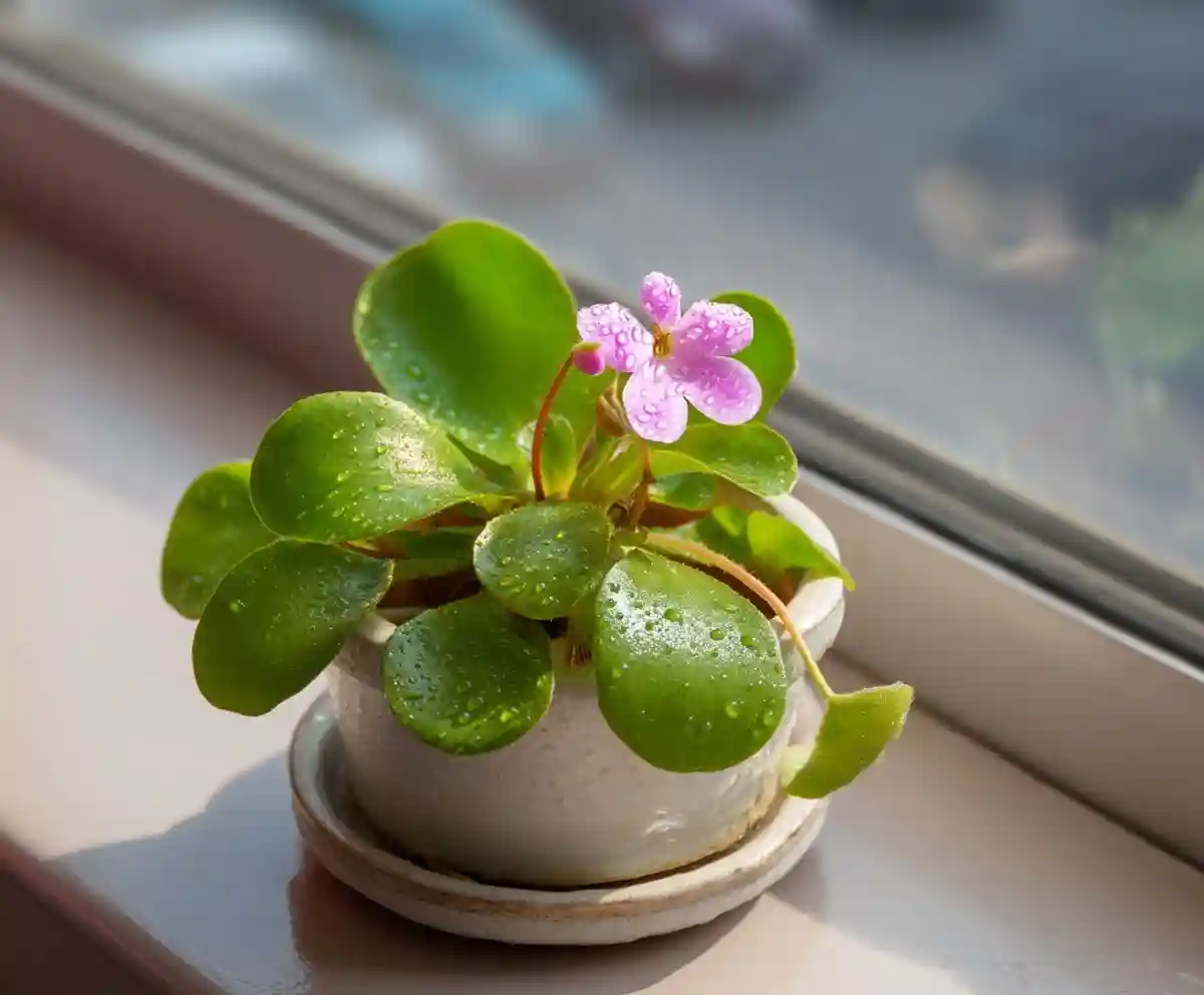 14 Pretty Carnivorous Plants That Eat Bugs