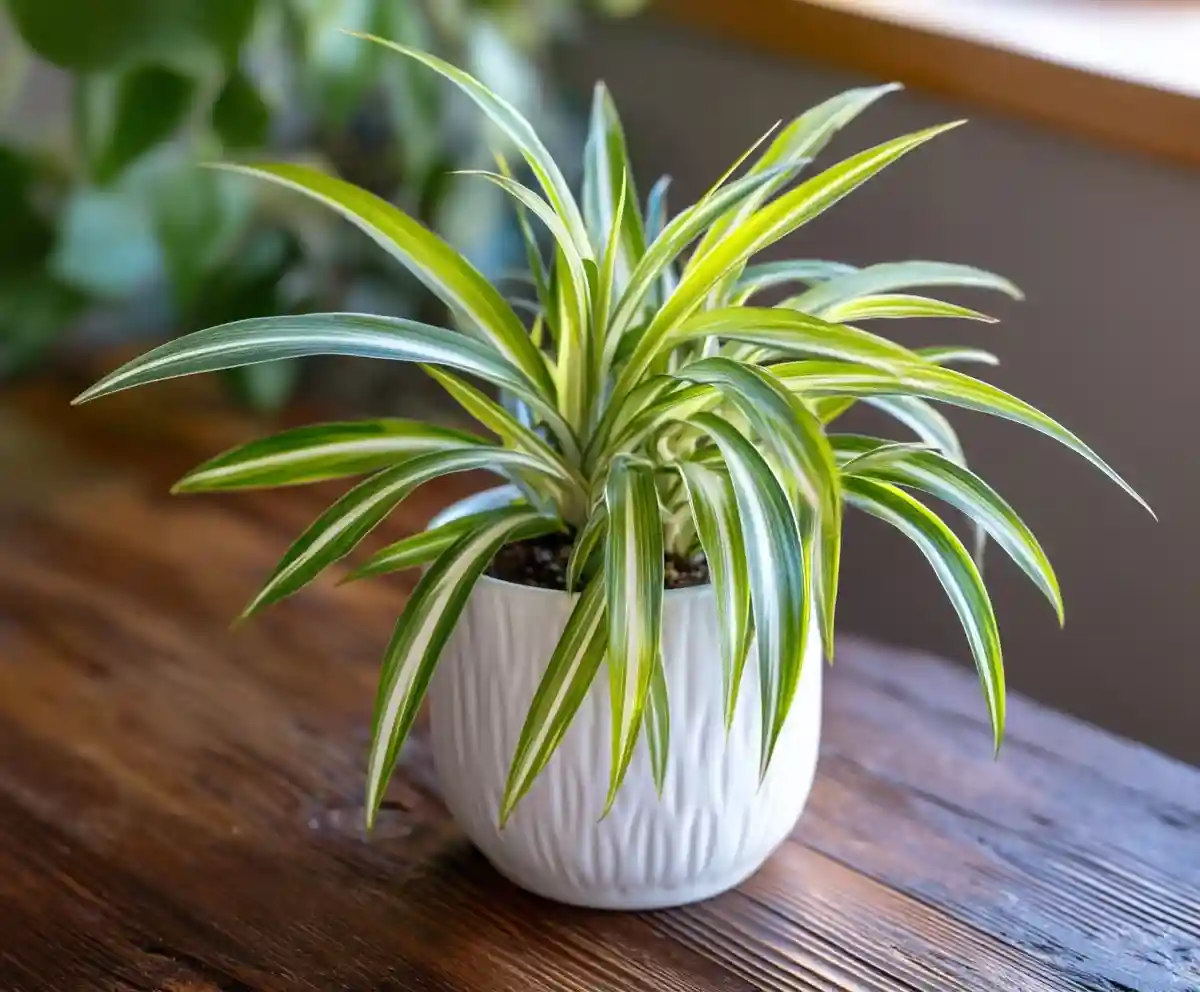 4 Reasons Why Your Spider Plant Has Brown Leaf Tips