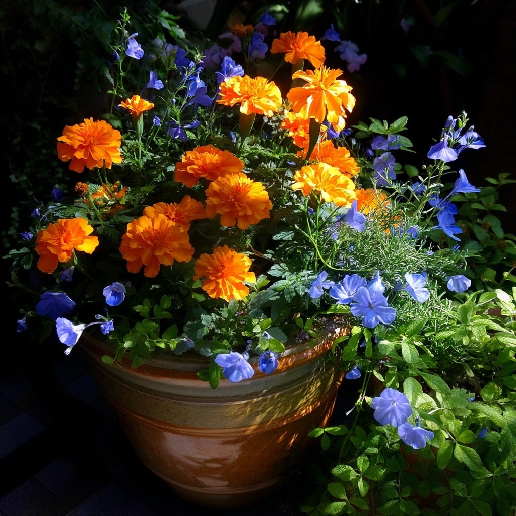 30 Flower Color Combinations for Pots That Always Work 21 Orange marigolds and soft blue