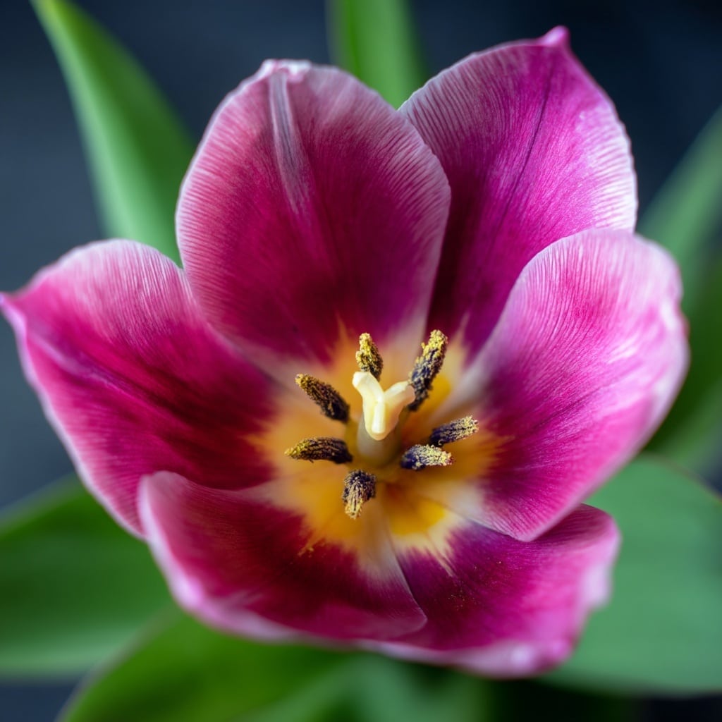 Physical Features of the Tulip
