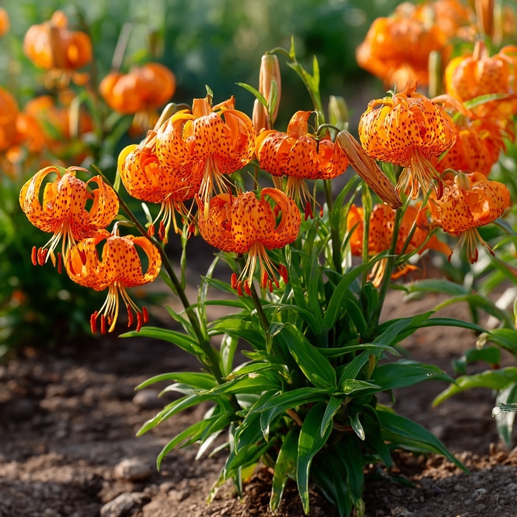 Quick Care Tips for Tiger Lily Flowers