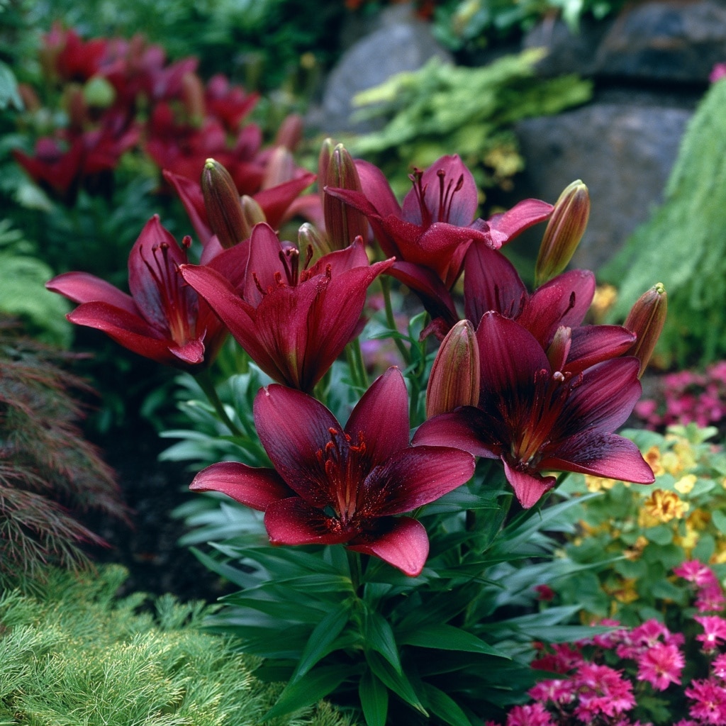 12 Types of Lilies to Grow in Your Garden