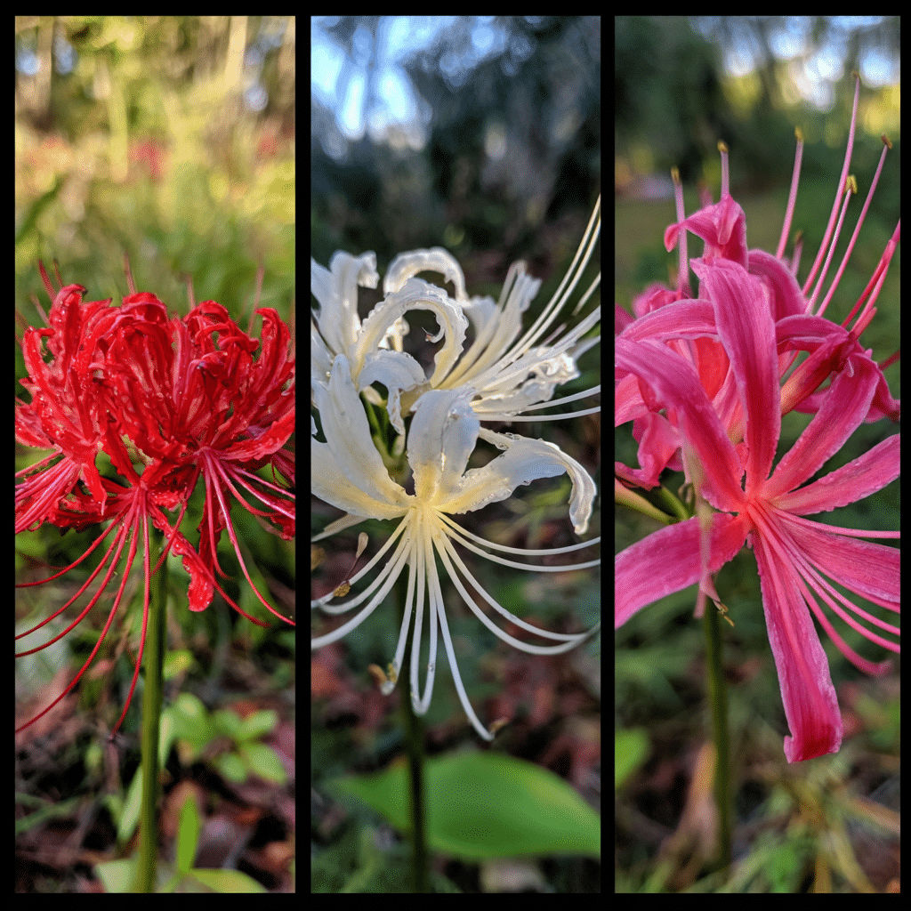 How to Plant and Grow Spider Lilies in Your Garden