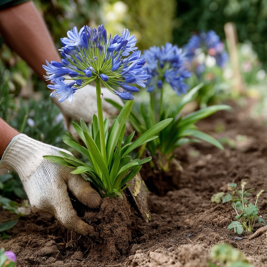 Blue Lily (Agapanthus) Care Guide for Stunning Blooms 4 Where and When to Plant Blue Lily