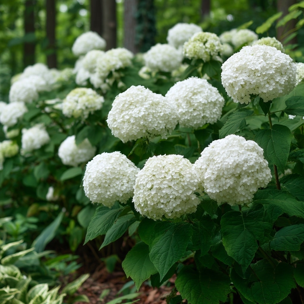 6 Types of Hydrangeas to Beautify Your Garden 7 Smooth Hydrangeas