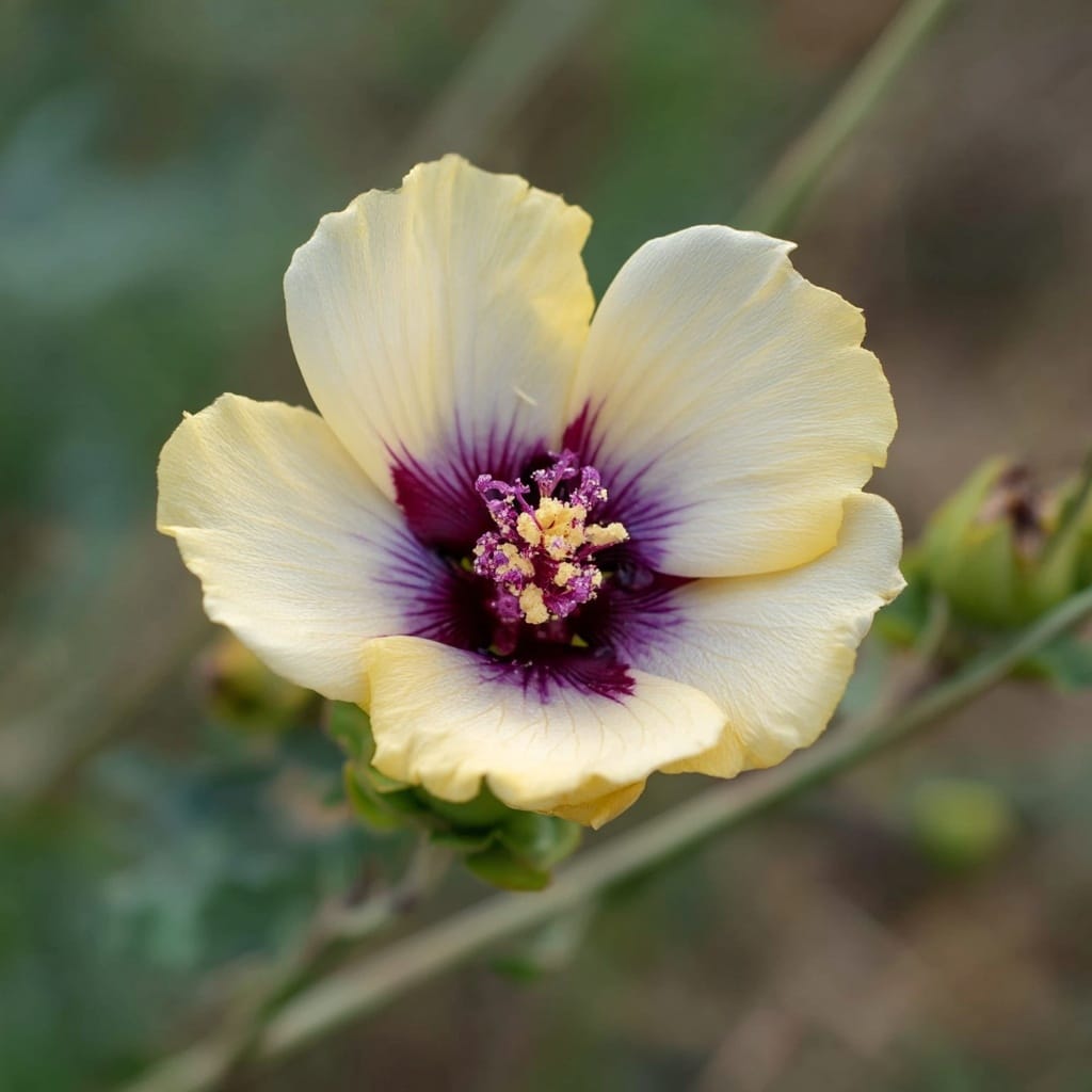 7 Types of Hibiscus Flowers You’ll Want in Your Garden 8 . Hibiscus trionum (Flower of an Hour)