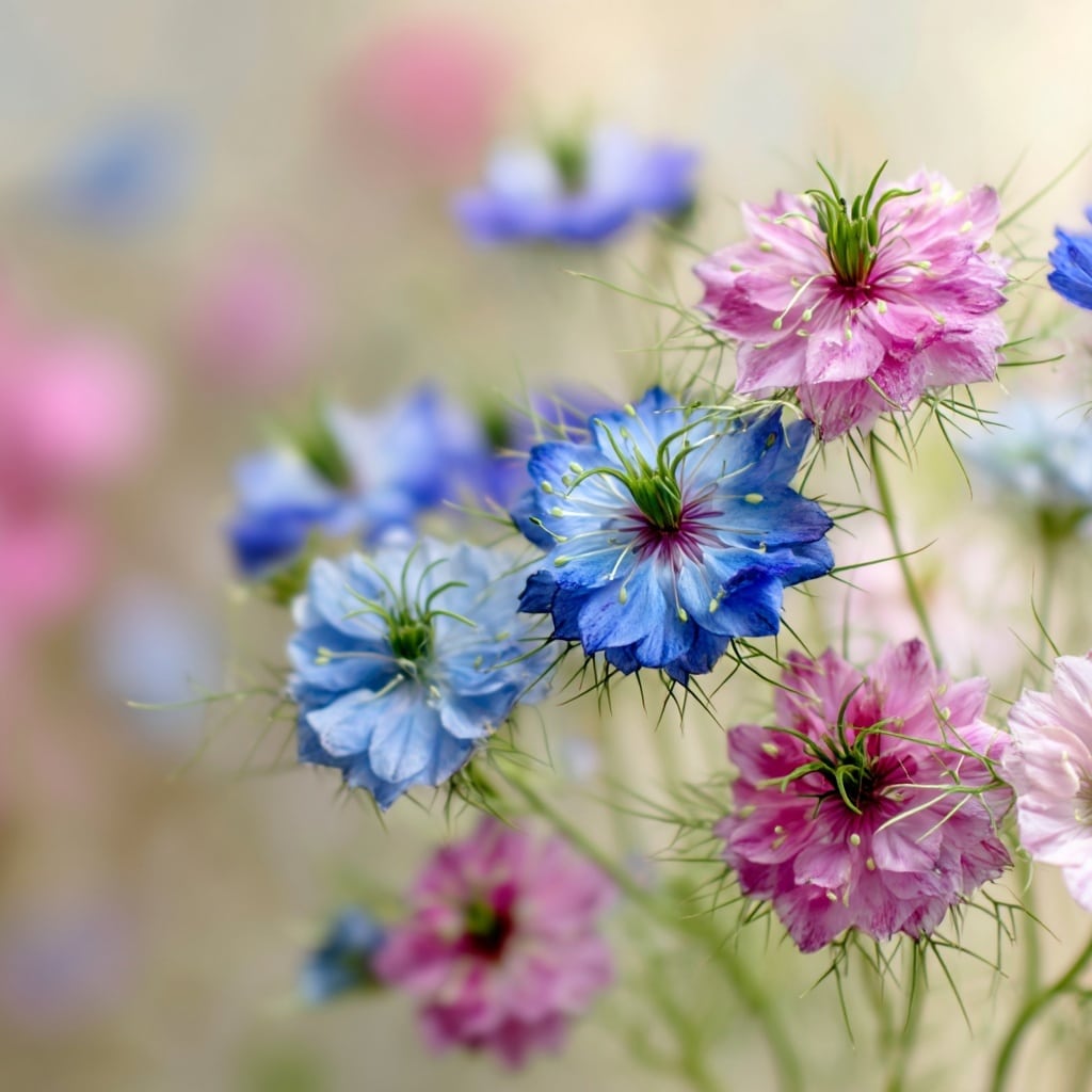  Love-in-a-Mist