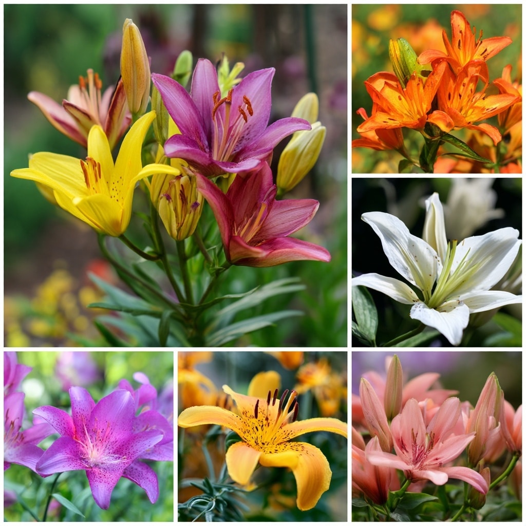 Types of Flower Lily