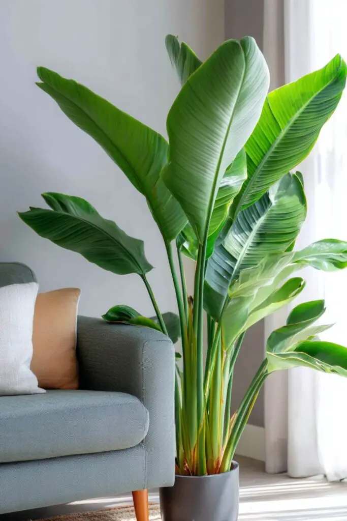 Bird of Paradise Plant Care & Placement Guide 2 Bird of Paradise Plant Care & Placement Guide