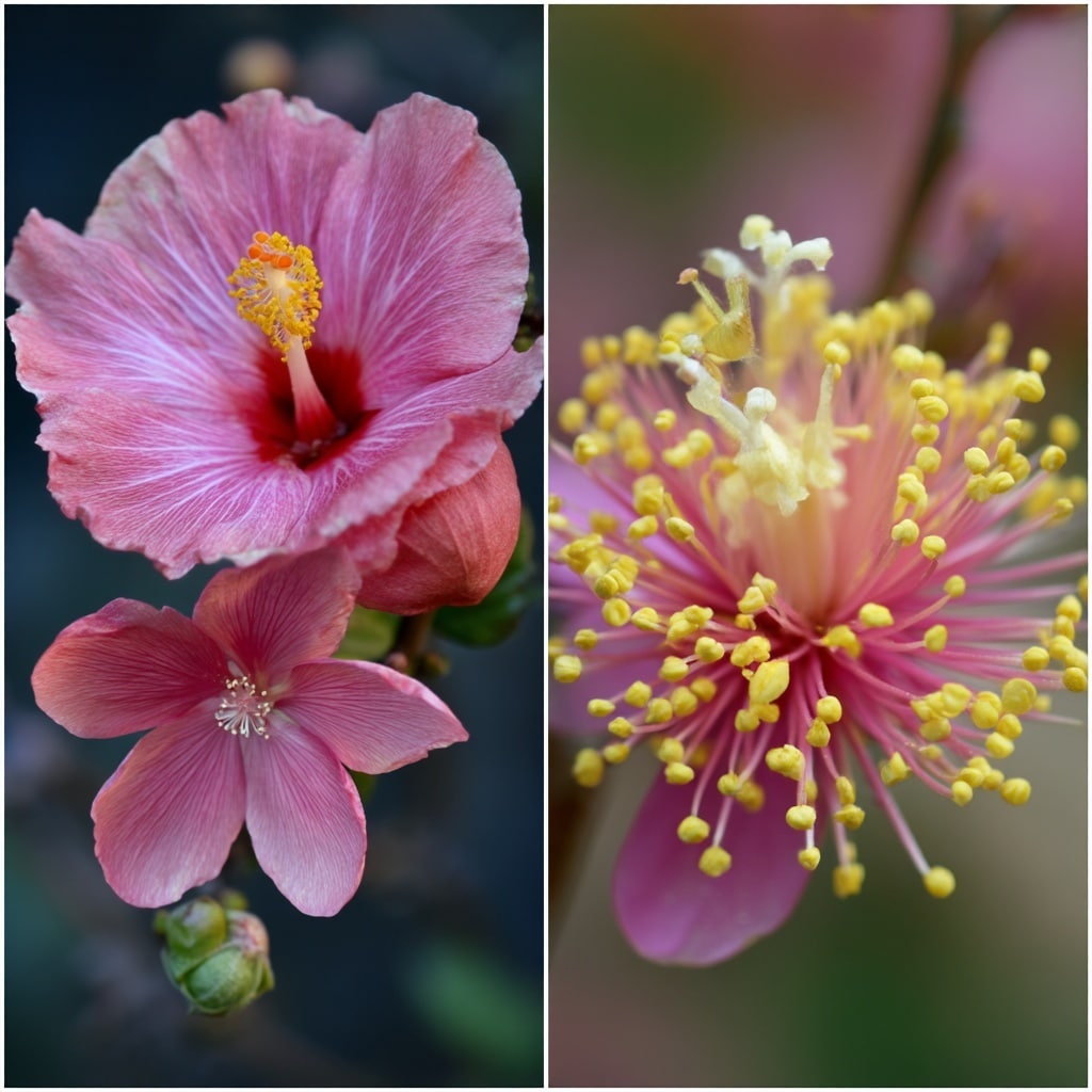 Types of Flowers: A Complete Guide for Gardeners 4 Types of Flowers: A Complete Guide for Gardeners