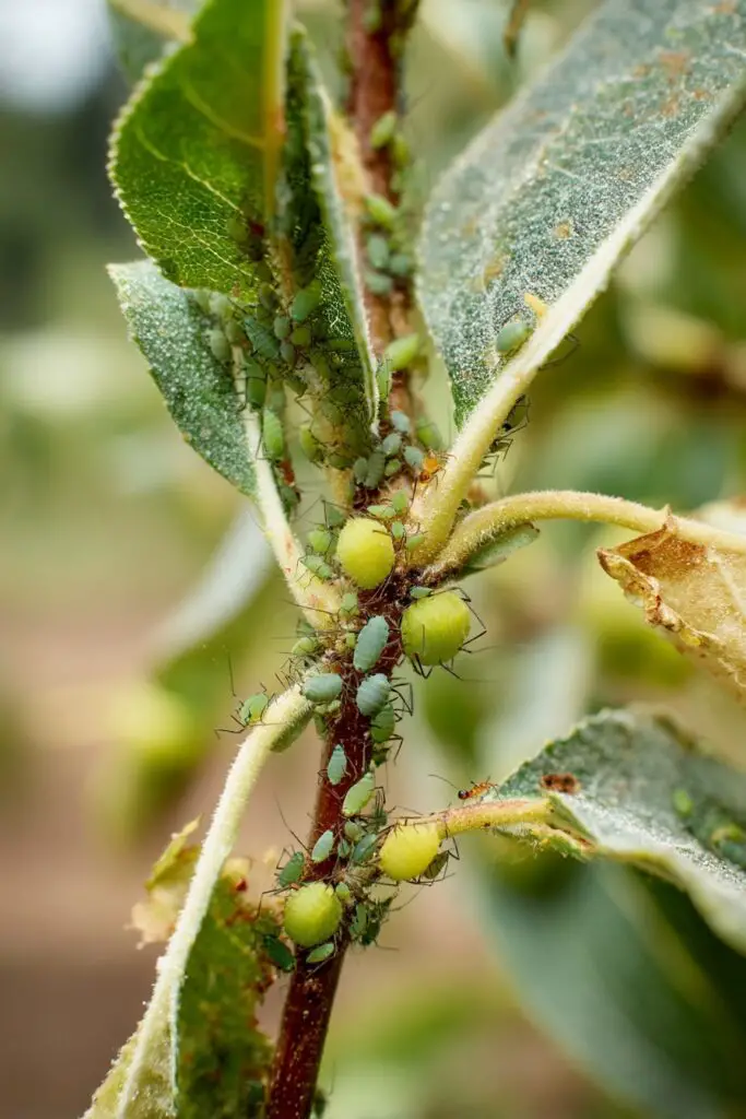 Top 5 Apple Tree Problems and How to Fix Them 5 Top 5 Apple Tree Problems and How to Fix Them