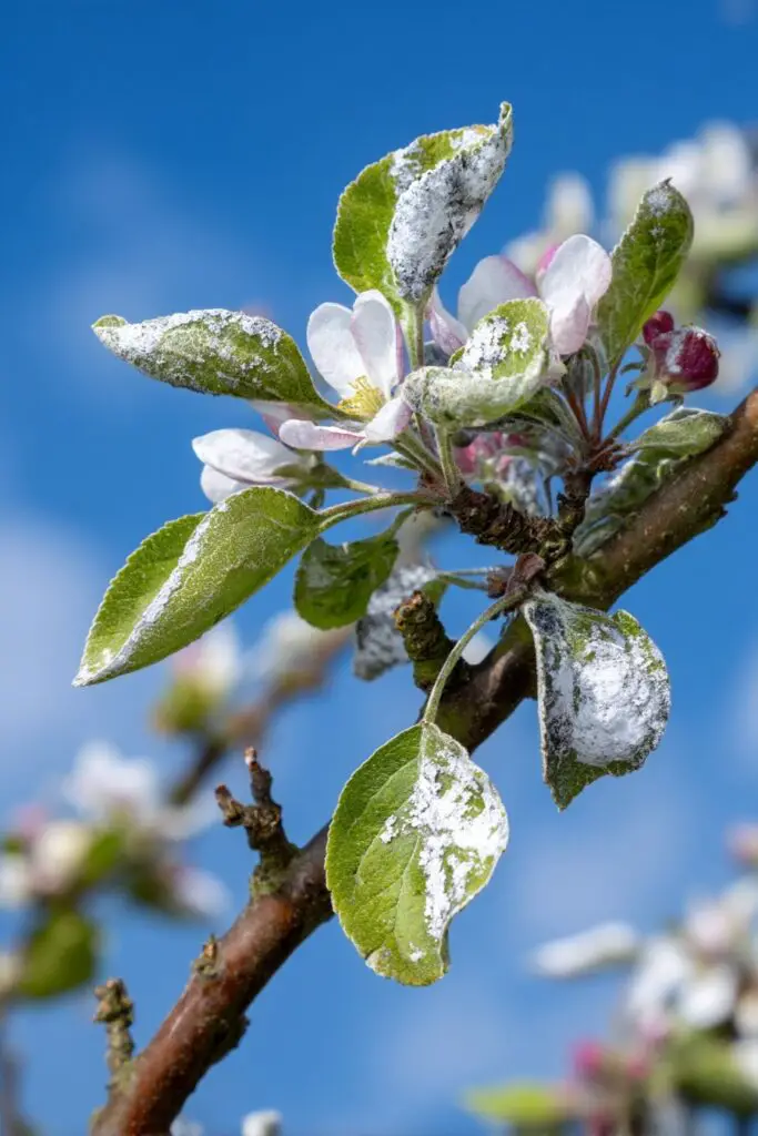 Top 5 Apple Tree Problems and How to Fix Them 6 Top 5 Apple Tree Problems and How to Fix Them