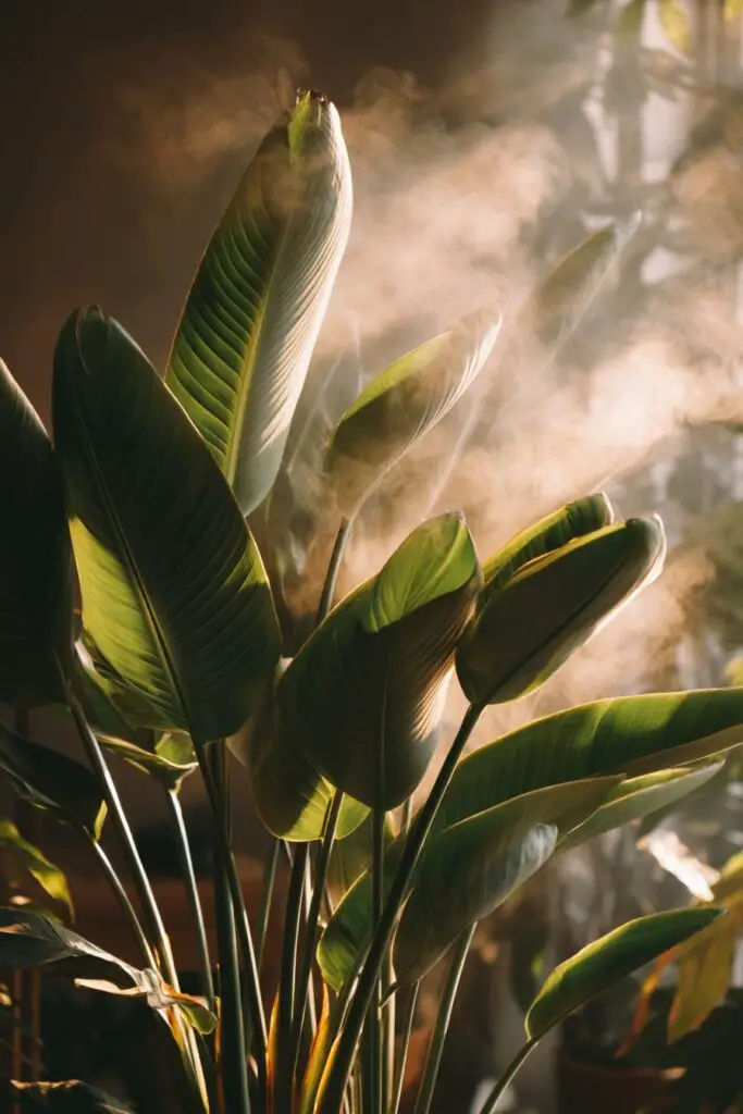 Bird of Paradise Plant Care & Placement Guide 6 Bird of Paradise Plant Care & Placement Guide