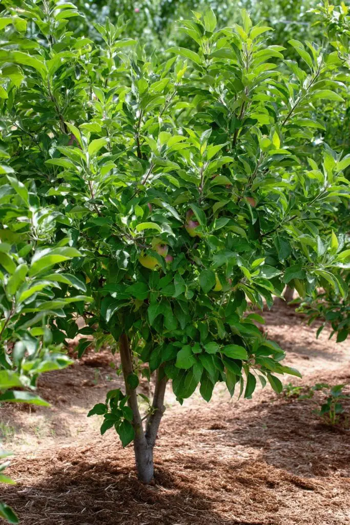 Top 5 Apple Tree Problems and How to Fix Them 7 Top 5 Apple Tree Problems and How to Fix Them