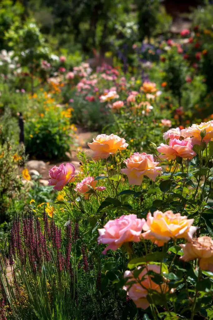 Rose Garden Ideas for Every Backyard Style 8 Rose Garden Ideas for Every Backyard Style