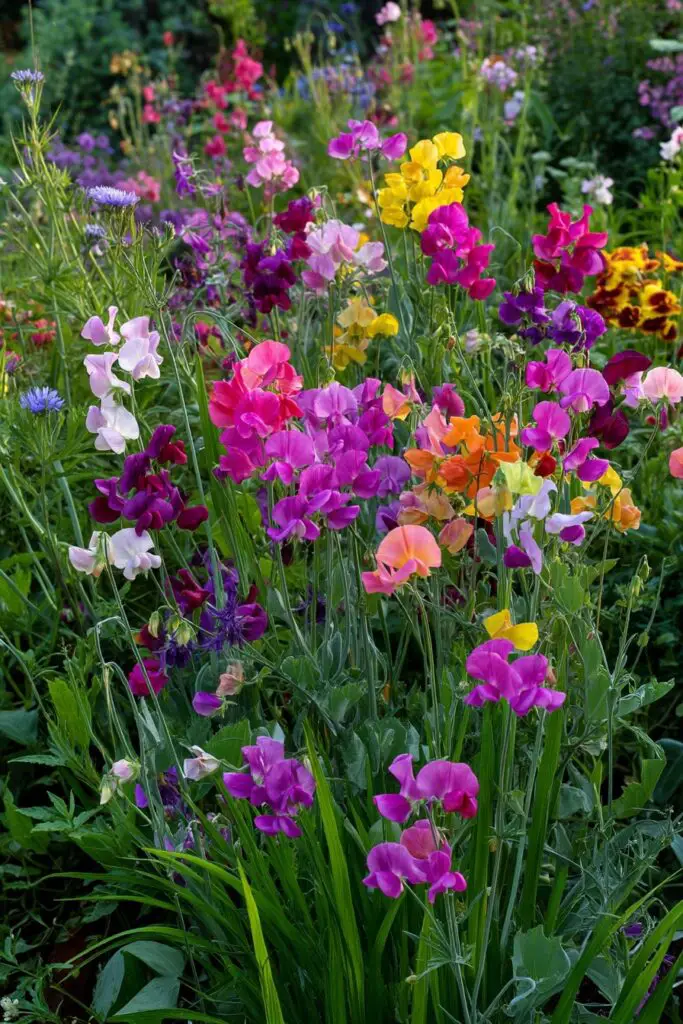 How to Create a Cut Flower Garden That Blooms All Season 5 How to Create a Cut Flower Garden That Blooms All Season